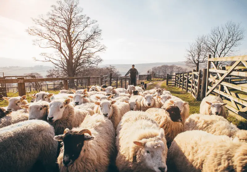 what-do-you-call-a-group-of-sheep-herd-vs-flock-difference-savvy