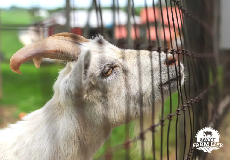 Best Types Of Fencing For Goats Goat Care Guide Savvy Farm Life