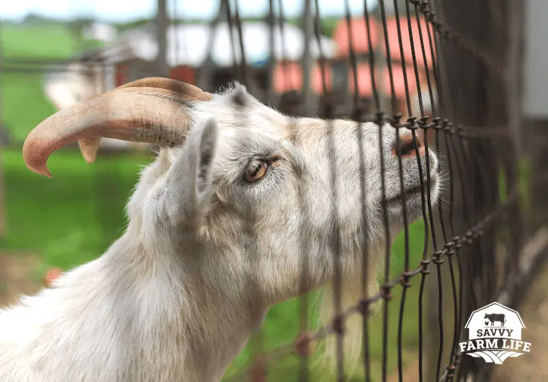 Best Types of Fencing For Goats Goat Care Guide Savvy Farm Life