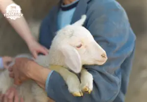 how to hold a lamb