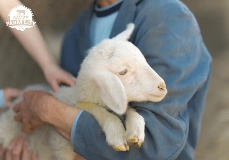 How To Hold A Sheep Beginner Sheep Handling Guide Savvy Farm Life