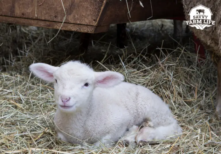 How To Hold A Sheep Beginner Sheep Handling Guide Savvy Farm Life
