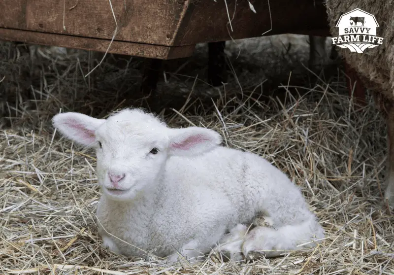 How To Hold A Sheep Beginner Sheep Handling Guide Savvy Farm Life