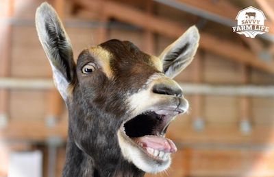 Why Do Goats Scream? Goat Behavior Guide – Savvy Farm Life