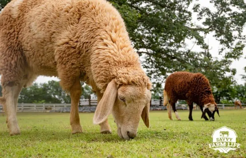 Why Is My Sheep Not Eating? Common Causes & Solutions Savvy Farm Life