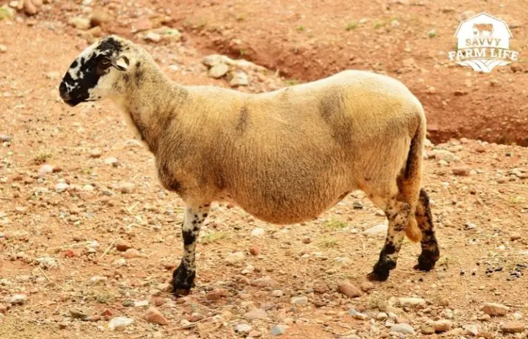 How To Tell If A Sheep Is Pregnant: Sheep Pregnancy Guide – Savvy Farm Life