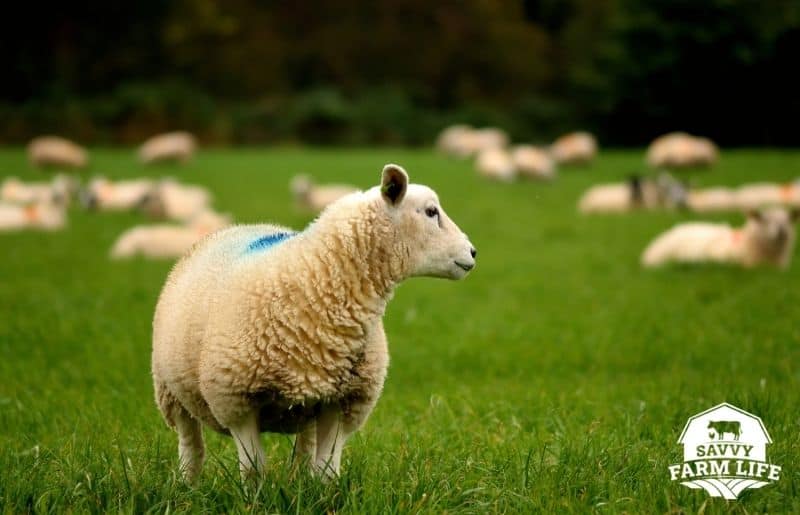 Why Is My Sheep Not Eating? Common Causes & Solutions Savvy Farm Life