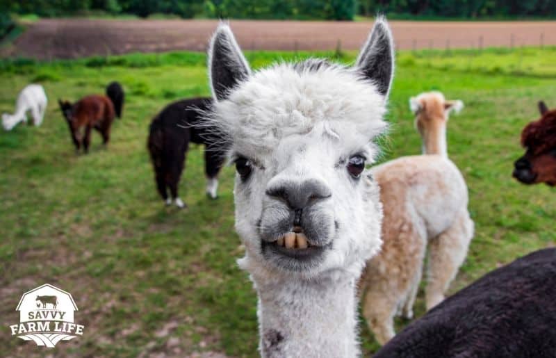 Alpaca Care 101 How To Take Care Of An Alpaca Savvy Farm Life