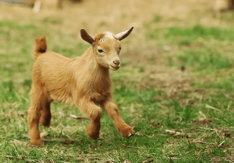 How to Tame a Goat Goat Training Guide Savvy Farm Life