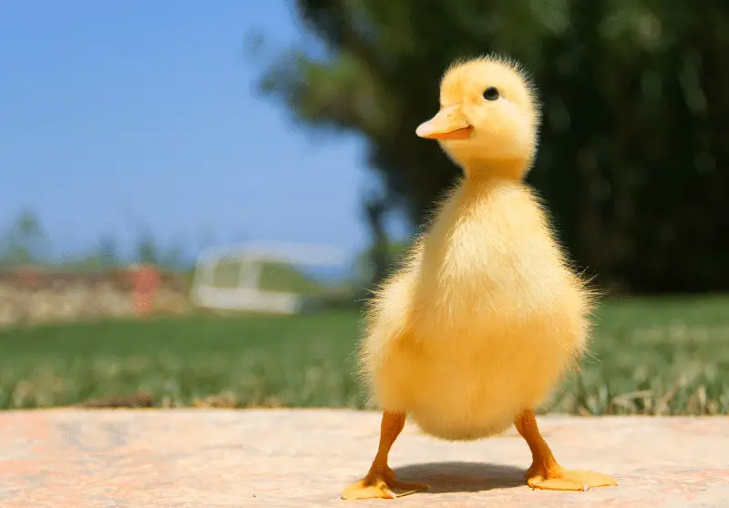 male-duck-name-ideas-100-best-male-duck-names-savvy-farm-life