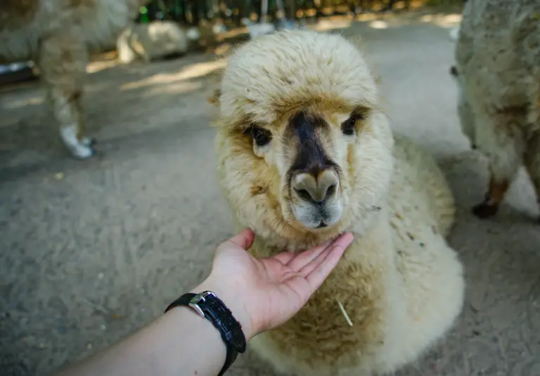 Can You Ride Alpacas? Read Before Trying Savvy Farm Life