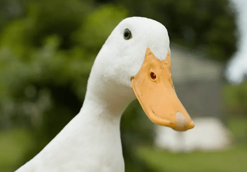 Funny Duck Name Ideas 100 Best Funny Duck Names Savvy Farm Life