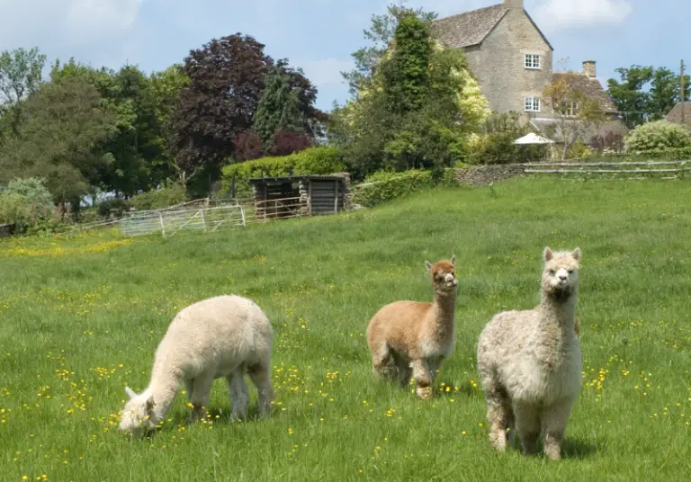 Can You Ride Alpacas? Read Before Trying Savvy Farm Life