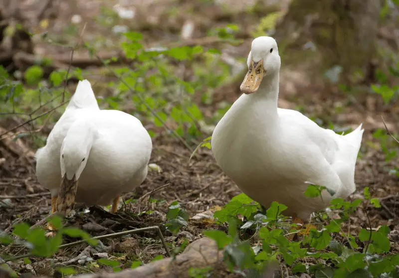 male-duck-name-ideas-100-best-male-duck-names-savvy-farm-life