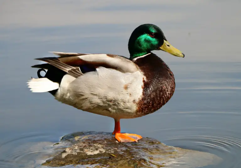 Male Duck Name Ideas 100 Best Male Duck Names Savvy Farm Life