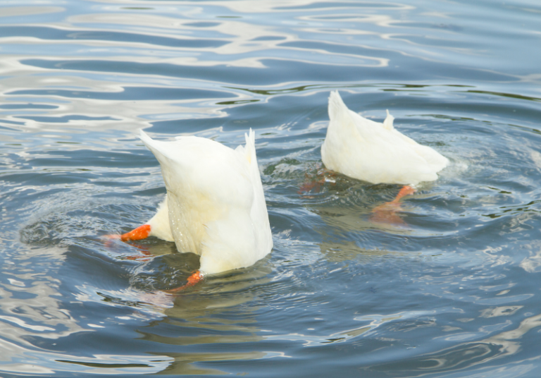 Funny Duck Name Ideas: 100 Best Funny Duck Names – Savvy Farm Life