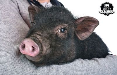 Pig Affection: 10 Clear Ways Pigs Show Affection – Savvy Farm Life