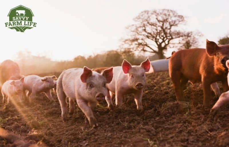 do-pigs-smell-bad-pig-odor-guide-savvy-farm-life