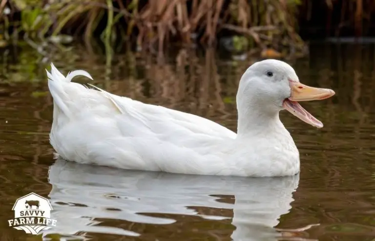 do-ducks-need-water-duck-water-and-pond-requirements-guide-savvy