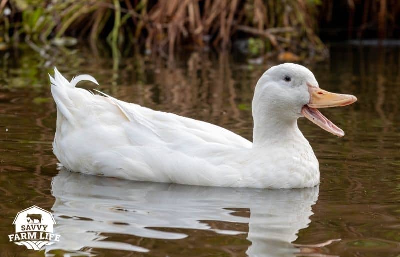 Do Ducks Need Water? Duck Water and Pond Requirements Guide Savvy