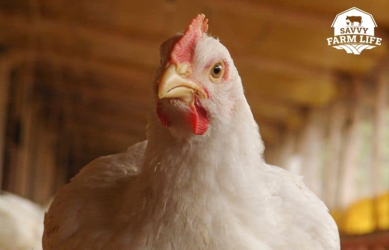 why-chickens-peck-each-other-and-how-to-stop-it-savvy-farm-life