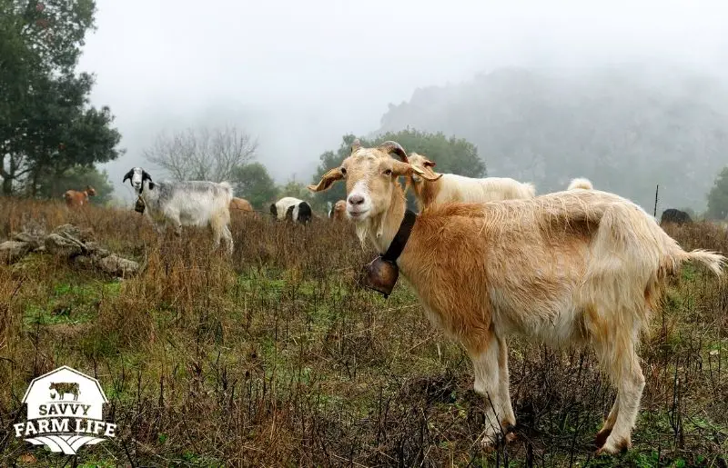 Leaving Goats Out In the Rain What You Need to Know Savvy Farm Life