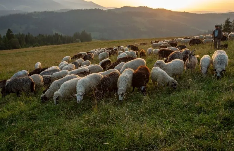 Do Sheep Need A Shepherd? Sheep Shepherding Requirements Savvy Farm Life