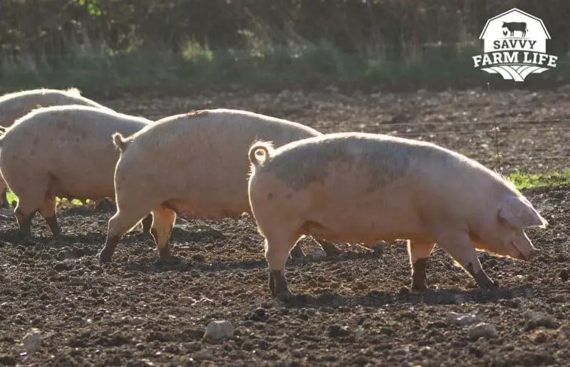 Do Pigs Smell Bad? Pig Odor Guide Savvy Farm Life