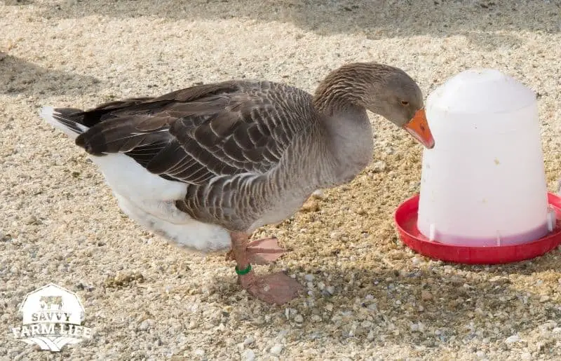 Do Ducks Need Water? Duck Water and Pond Requirements Guide Savvy