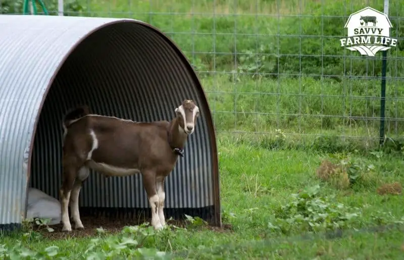 Leaving Goats Out In the Rain What You Need to Know Savvy Farm Life