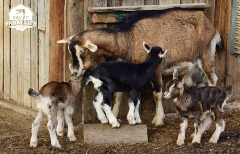 Signs Of Heat In Goats 6 Signs A Goat Is In Heat Savvy Farm Life