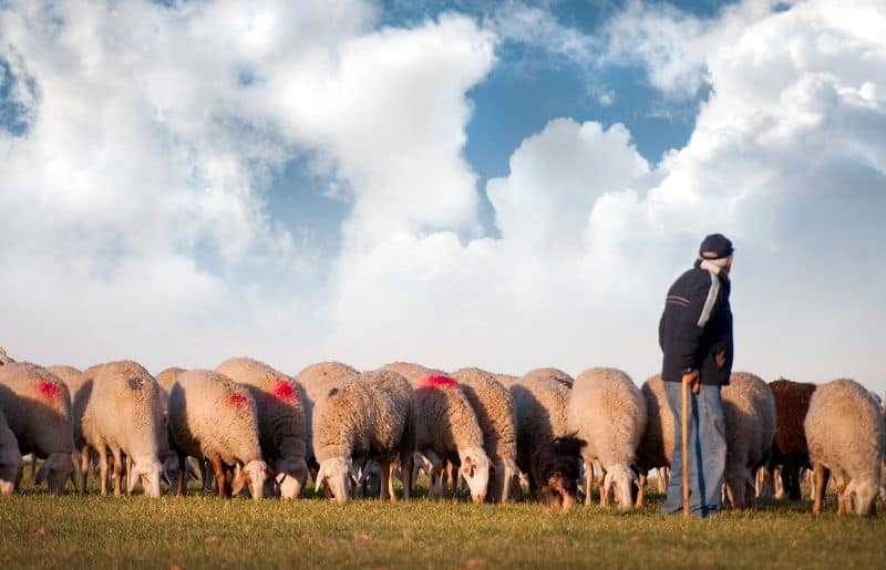 Do Sheep Need A Shepherd? Sheep Shepherding Requirements Savvy Farm Life