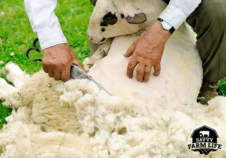 Does Shearing Hurt Sheep? What You Need To Know Savvy Farm Life