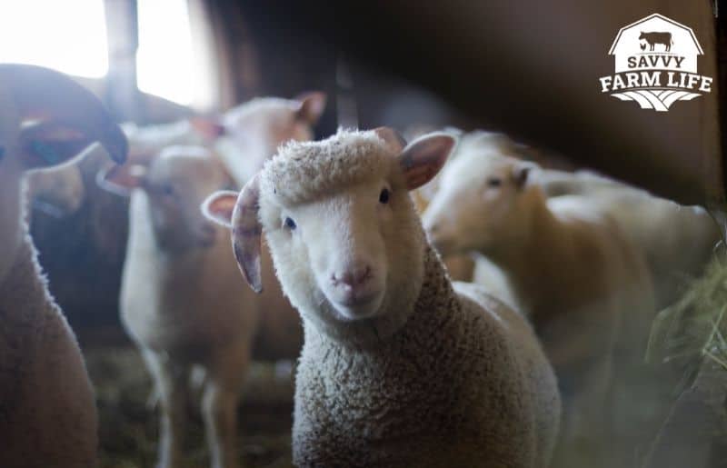 how-much-do-sheep-eat-daily-monthly-yearly-guide-savvy-farm-life