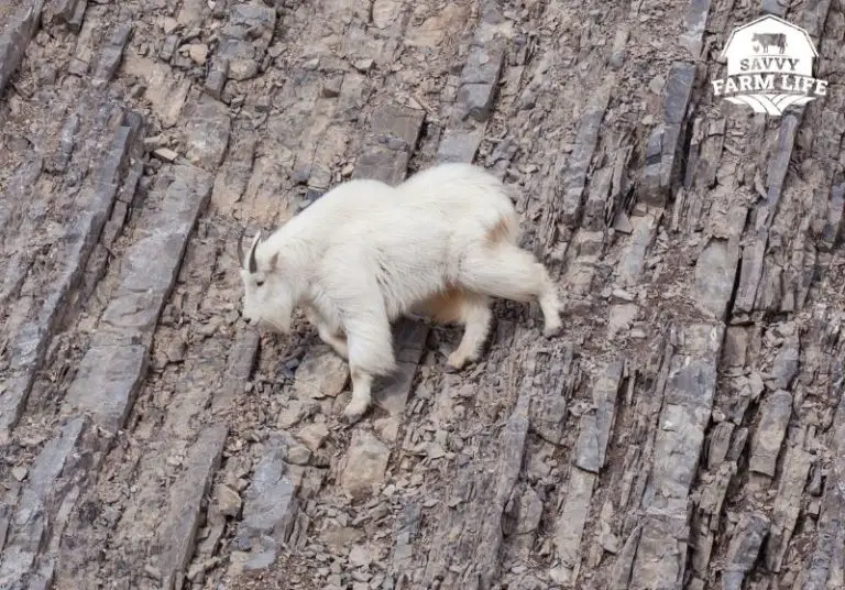 How Goats Can Climb Almost Anything (Pictures Included) Savvy Farm Life