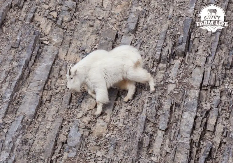 How Goats Can Climb Almost Anything (Pictures Included) Savvy Farm Life