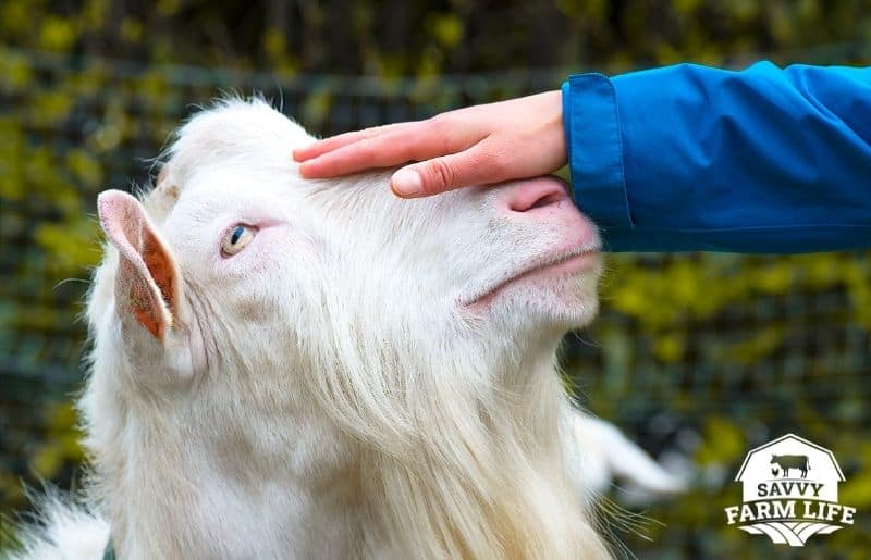 Should I Get a Goat? The Pros & Cons of Getting a Goat Savvy Farm Life