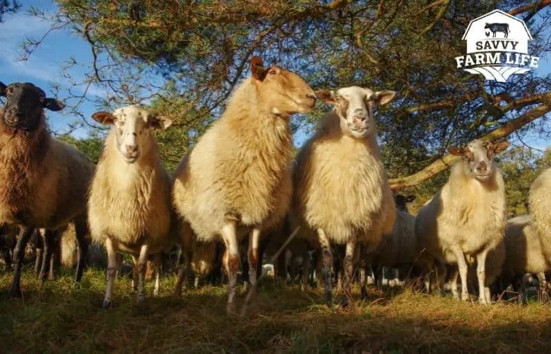 How To Catch A Sheep: Complete Sheep Catching Guide – Savvy Farm Life