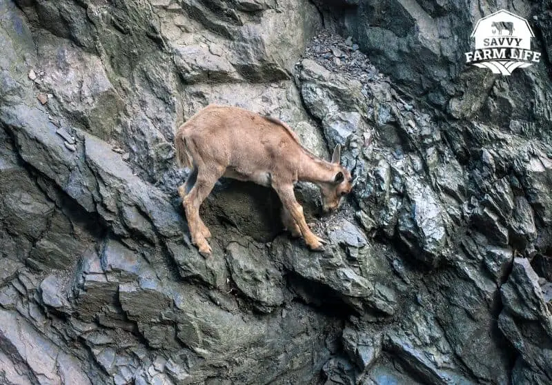 How Goats Can Climb Almost Anything (Pictures Included) Savvy Farm Life