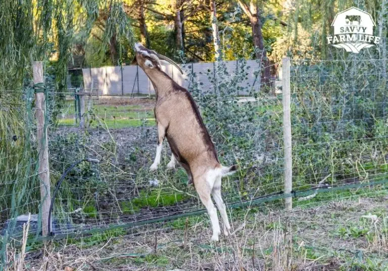 How Goats Can Climb Almost Anything (Pictures Included) Savvy Farm Life