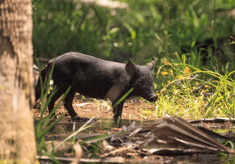 Can You Eat Feral Hogs & Wild Boar? (Read Before Trying) – Savvy Farm Life