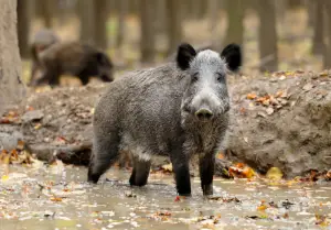 Can you eat feral hogs and wild boar?