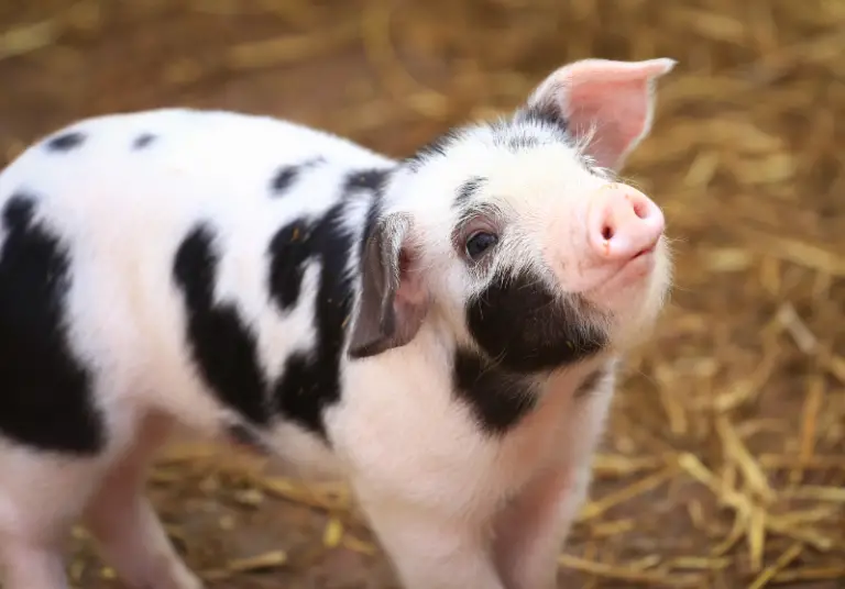 what-a-baby-pig-is-called-other-fun-facts-savvy-farm-life