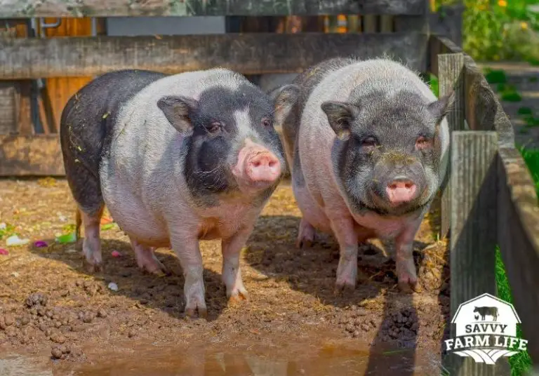 Meat Pig Breeds: 8 Best Pig Breeds For Meat – Savvy Farm Life