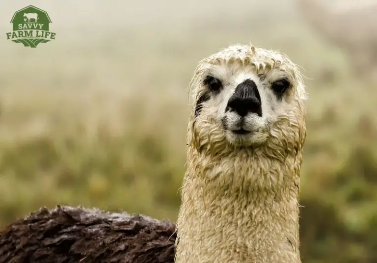 Why Alpacas Spit At You (And How To Avoid It) Savvy Farm Life