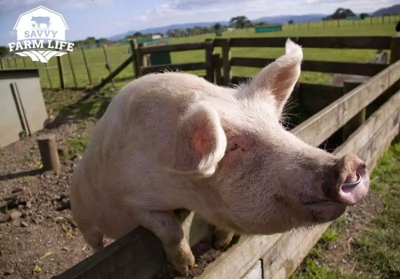 How Much It Costs To Raise Pigs Complete Expense Guide Savvy Farm Life