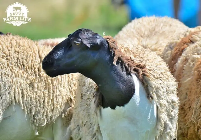 Why Don’t Sheep Shed On Their Own? Complete Guide Savvy Farm Life