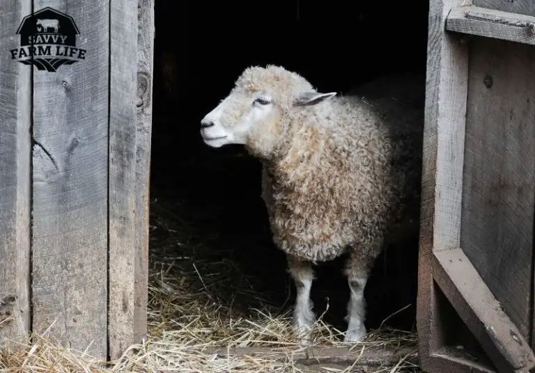 How Much Sheep Cost Cost Of Buying And Raising Sheep Savvy Farm Life