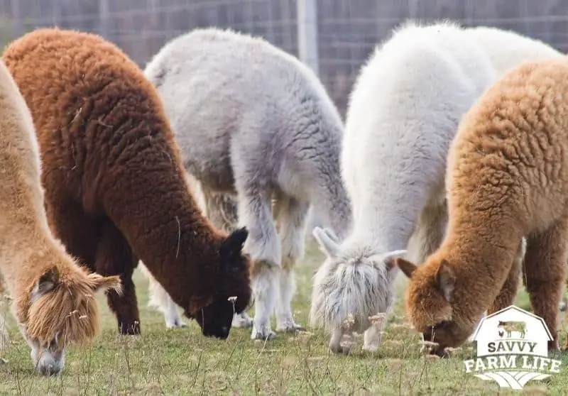 How Much Alpacas Weigh Complete Alpaca Weight Guide Savvy Farm Life