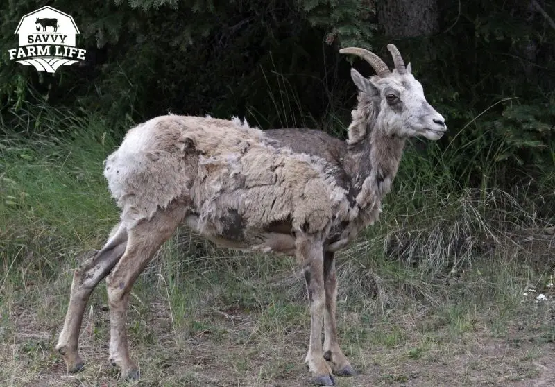 Why Don’t Sheep Shed On Their Own? Complete Guide Savvy Farm Life